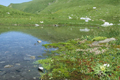 paysage_ete_021.jpg