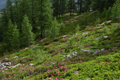 paysage_ete_028.jpg