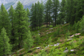paysage_ete_029.jpg