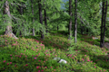paysage_ete_030.jpg