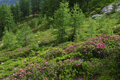 paysage_ete_032.jpg