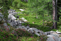 paysage_ete_034.jpg