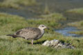 Kenai_Wildlife_115.jpg