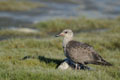 Kenai_Wildlife_116.jpg