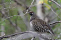 Kenai_Wildlife_125.jpg
