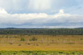 Kenai_Wildlife_136.jpg
