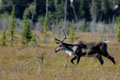 Kenai_Wildlife_145.jpg