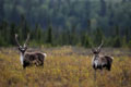 Kenai_Wildlife_146.jpg