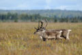 Kenai_Wildlife_150.jpg