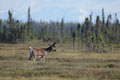 Kenai_Wildlife_173.jpg