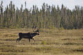 Kenai_Wildlife_174.jpg