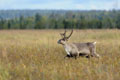 Kenai_Wildlife_177.jpg