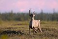 Kenai_Wildlife_178.jpg