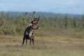 Kenai_Wildlife_183.jpg