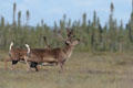 Kenai_Wildlife_184.jpg