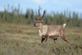 Kenai_Wildlife_188.jpg