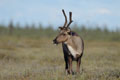 Kenai_Wildlife_192.jpg