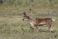 Kenai_Wildlife_193.jpg