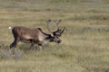 Kenai_Wildlife_194.jpg