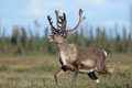 Kenai_Wildlife_196.jpg