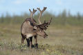 Kenai_Wildlife_199.jpg