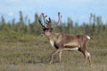 Kenai_Wildlife_204.jpg